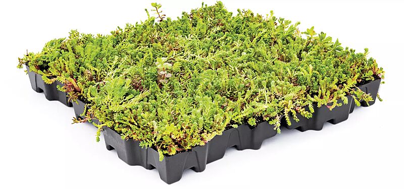 Dachbegrünungssystem MOBIROOF ECO