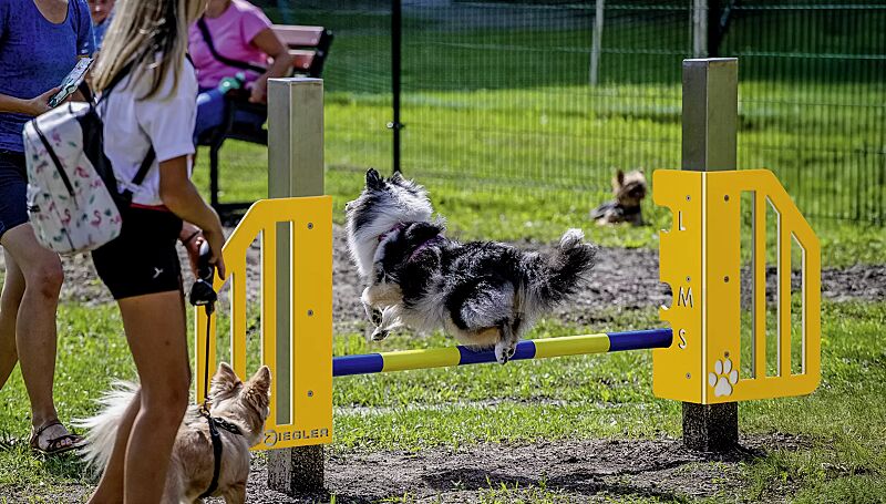 Hundesprunghürde ONNI, Kunststoffelemente ähnlich RAL 1023 verkehrsgelb und RAL 9003 signalweiß