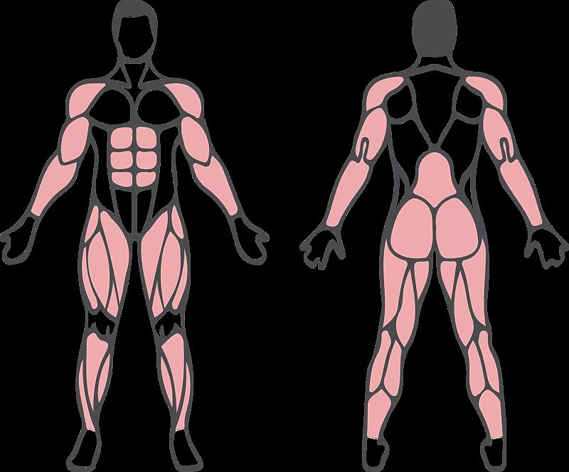 790.008/ganzkoerpertrainer-capular__shoKAT0066388