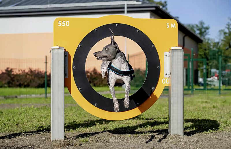 Hundesprunghürde FRIKKA, Kunststoffpaneele ähnlich RAL 1023 verkehrsgelb und RAL 9003 signalweiß