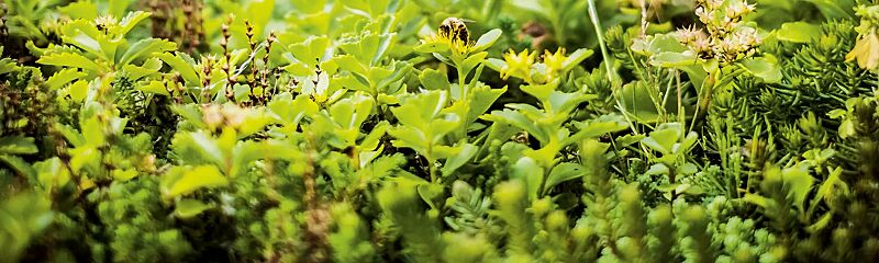 Dachbegrünungssystem MOBIROOF ECO