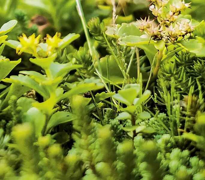 Dachbegrünungssystem MOBIROOF ECO