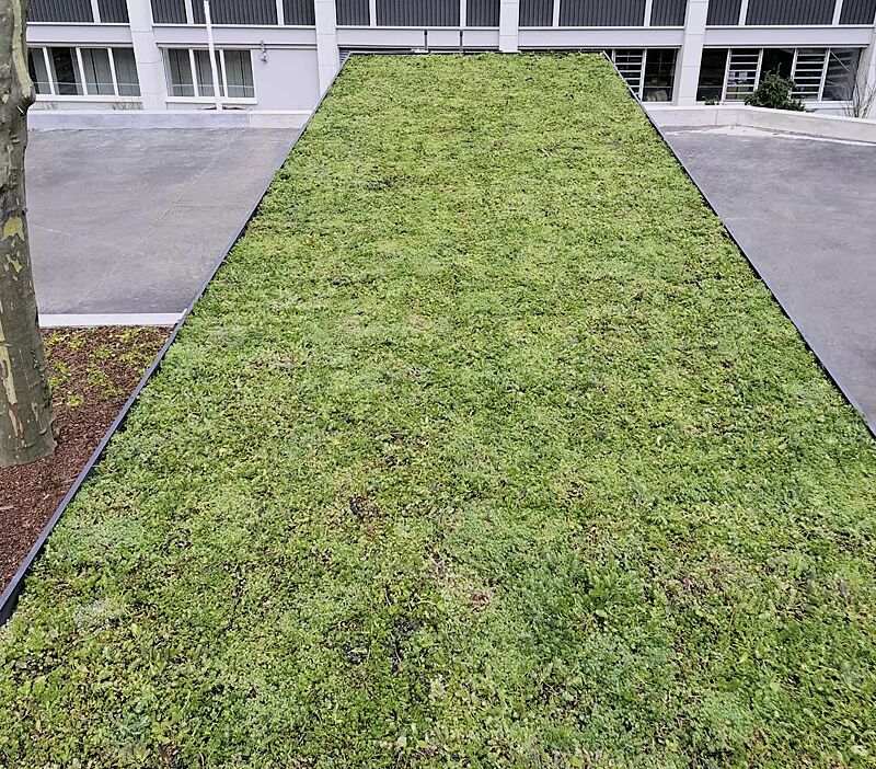 fahrradueberdachung-tucana-green__shoKAT0076034 Detail: Dachbegrünungssystem MOBIROOF ECO