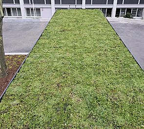Detail: Dachbegrünungssystem MOBIROOF ECO
