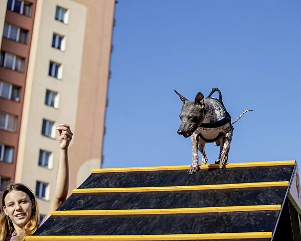 <div id="container" class="container">Hundekletterwand KIELO, Laufflächen in daliengelb ähnlich RAL 1033 und RAL 9005 tiefschwarz</div>