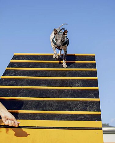 <div id="container" class="container">Hundekletterwand KIELO, Laufflächen in daliengelb ähnlich RAL 1033 und RAL 9005 tiefschwarz</div>