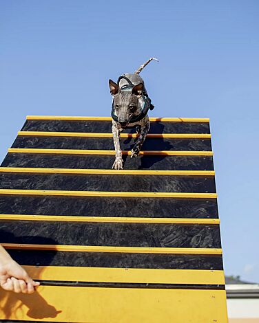 <div id="container" class="container">Hundekletterwand KIELO, Laufflächen in daliengelb ähnlich RAL 1033 und RAL 9005 tiefschwarz</div>