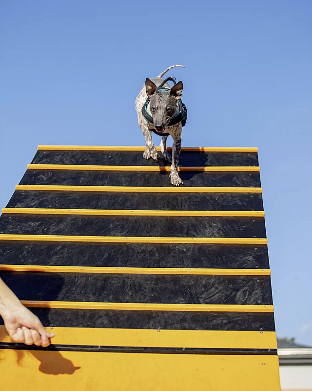 hundekletterwand-kielo__shoKAT0072569 Hundekletterwand KIELO, Laufflächen in daliengelb ähnlich RAL 1033 und RAL 9005 tiefschwarz