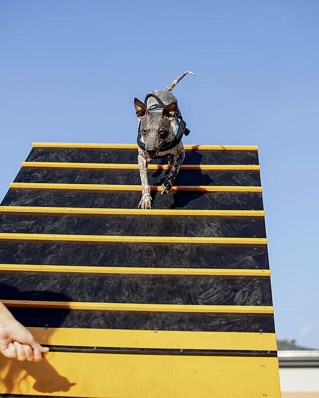 hundekletterwand-kielo__shoKAT0072570 Hundekletterwand KIELO, Laufflächen in daliengelb ähnlich RAL 1033 und RAL 9005 tiefschwarz