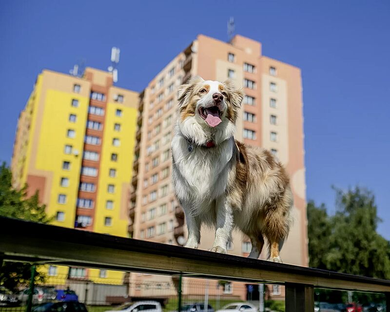 hundelaufsteg-satu__shoKAT0072277 Hundelaufsteg SATU, Balancierbrett in daliengelb ähnlich RAL 1033 und RAL 9005 tiefschwarz