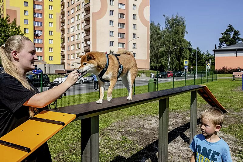 hundelaufsteg-satu__shoKAT0072564 Hundelaufsteg SATU, Balancierbrett in daliengelb ähnlich RAL 1033 und RAL 9005 tiefschwarz