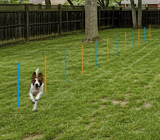 Hundeslalomstangen ESKO in RAL 5015 himmelblau und RAL 1023 verkehrsgelb