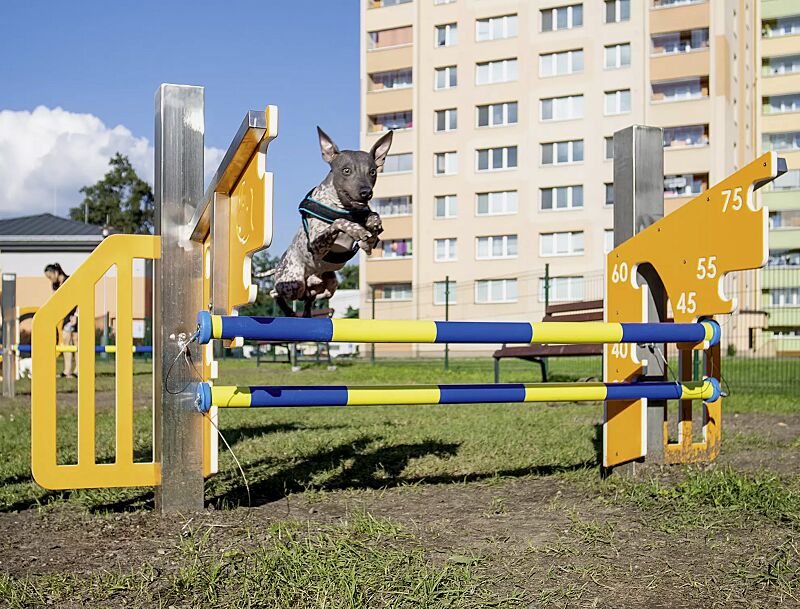 hundesprunghuerde-asta__shoKAT0072276 Hundesprunghürde ASTA, Kunststoffelemente ähnlich RAL 1033 daliengelb und RAL 9003 signalweiß