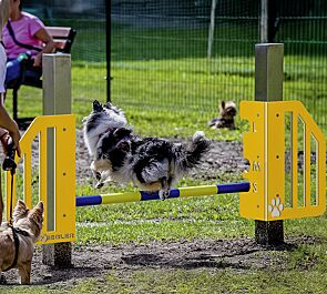 Hundesprunghürde ONNI, Kunststoffelemente ähnlich RAL 1023 verkehrsgelb und RAL 9003 signalweiß
