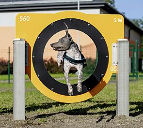 Hundesprunghürde FRIKKA, Kunststoffpaneele ähnlich RAL 1023 verkehrsgelb und RAL 9003 signalweiß