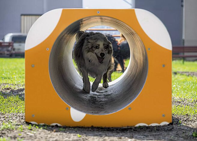 <div id="container" class="container">Hundetunnel VEIKKO, Kunststoffpaneele in daliengelb ähnlich RAL 1033 und RAL 9003 signalweiß</div>