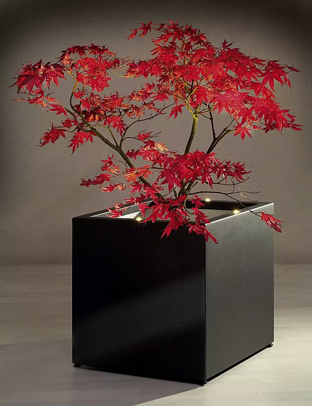 pflanzbehaelter-malout__shoKAT0031468 Pflanzbehälter MALOUT in Sonderausführung mit Lichtakzenten (4 LED) auf Anfrage, H x B x T: 600 x 600 x 600 mm, in RAL 9005 tiefschwarz